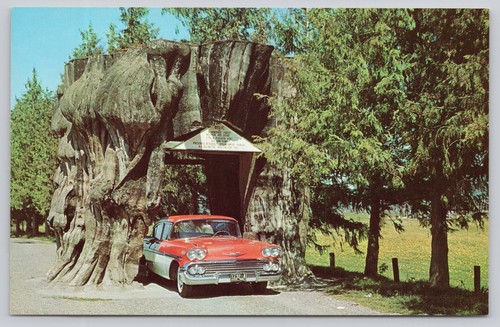 Vintage giant cedar stump - vintage,