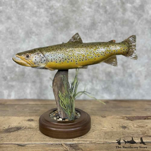 30568 19 brown trout - |, 19"