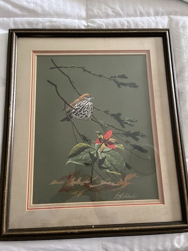Guy coheleach limited - guy,