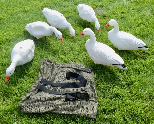 Snow goose full - goose, body
