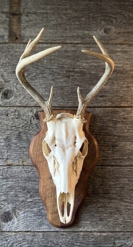 Whitetail deer european skull - deer,