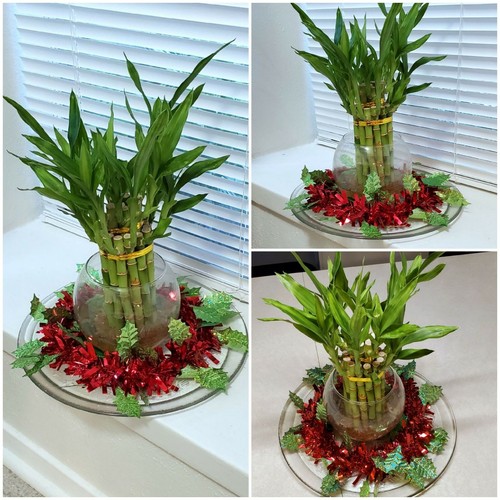 Lucky bamboo 6 healthy - bamboo,