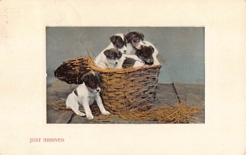 1909 postcard basket of - postcard,