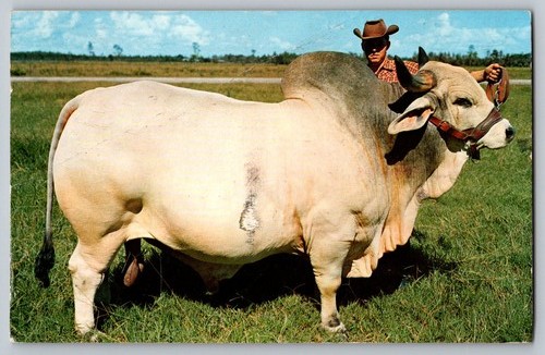 Postcard grand champion - postcard,