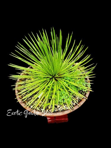 Rare agave geminiflora - rare,