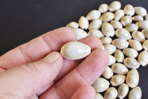 100 small ringtop cowrie - small,