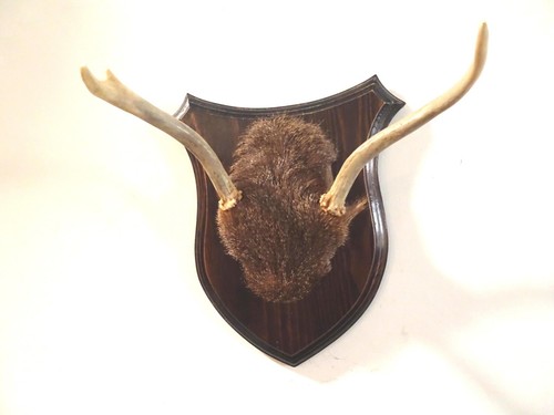 Wall mount genuine - genuine, deer