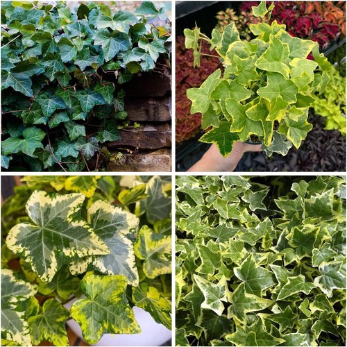 100 english ivy seeds for - 100+,