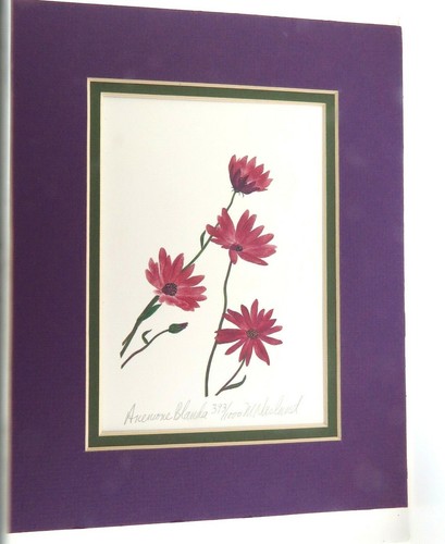 Anemone wild flower - wild, print