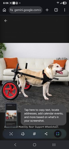 Best friend mobility large - best,