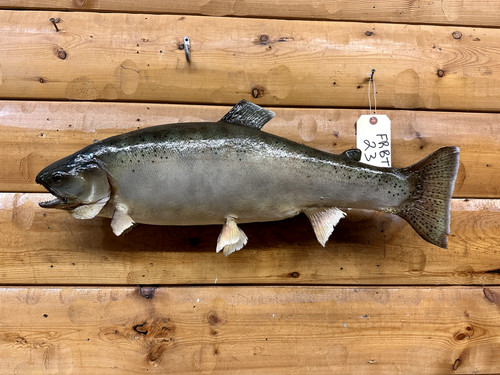 Real skin mount rainbow - mount, trout