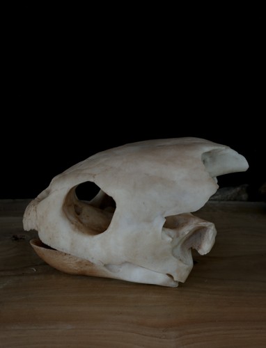 Loggerhead sea turtle skull - sea,
