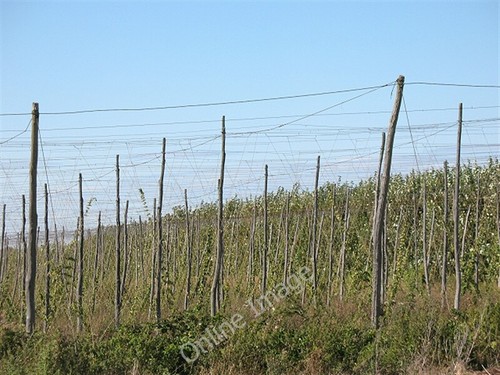Photo 6x4 hop poles south - 6x4, at