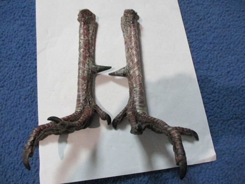Real wild turkey feet - 2,