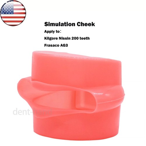 Dental typodont simulation - us,