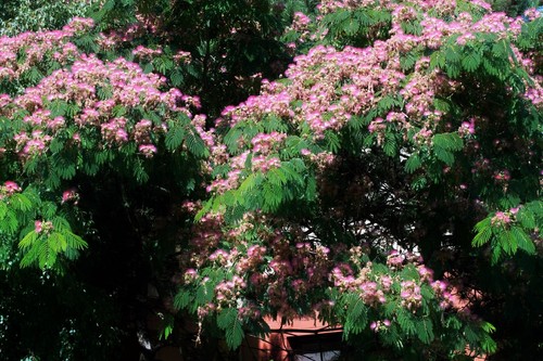 Silk tree albizia - silk,