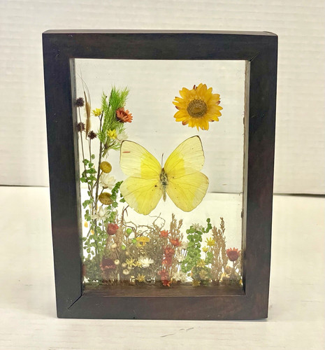 1970s real butterfly - real, taxidermy