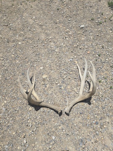 Big mule deer set - mule, antlers