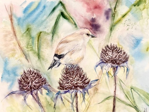 Goldfinch bird thistle - goldfinch,