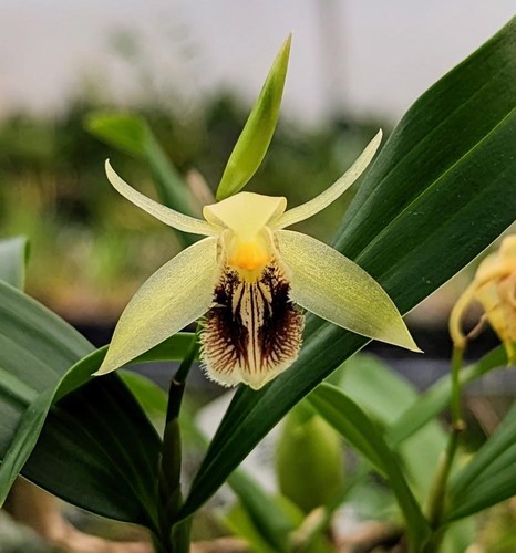 Orchid species coelogyne - orchid,