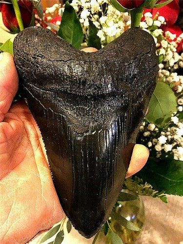 Huge megalodon tooth - huge,