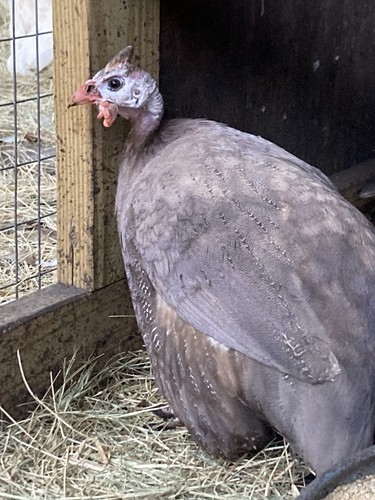 Guinea fowl fresh fertile - 14,