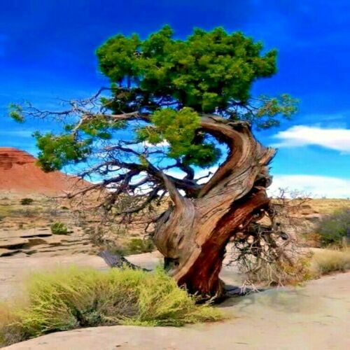Bristlecone pine seeds - bristlecone,