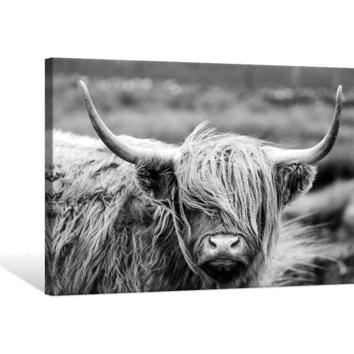 Highland cow photography - highland,