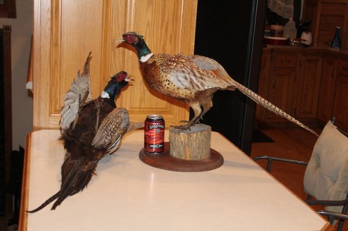 Cockfight chinese ringneck - cockfight,