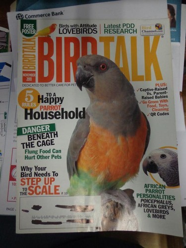 Bird talk magazine - talk, nov