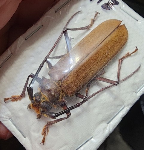 Cerambycidae orthomegas - cerambycidae-,