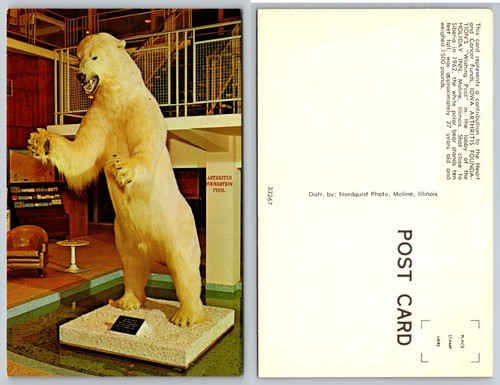 Vintage polar bear taxidermy - bear,