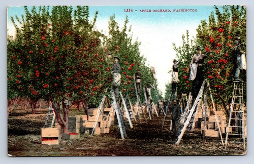 Vintage postcard apple orchard - vintage,