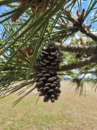Natural assorted pine - natural,