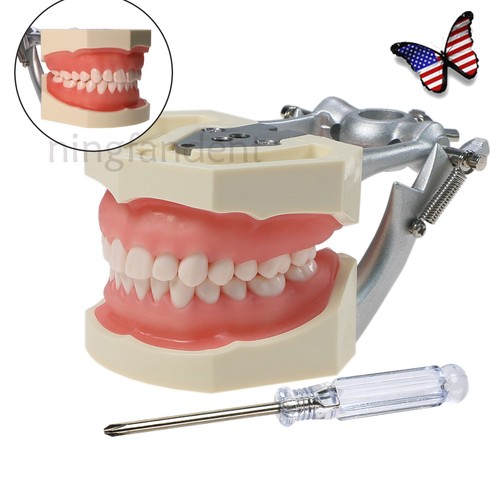 28pcs dental typodont teeth - us,