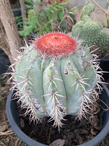 Melocactus azureus with cap - azureus,