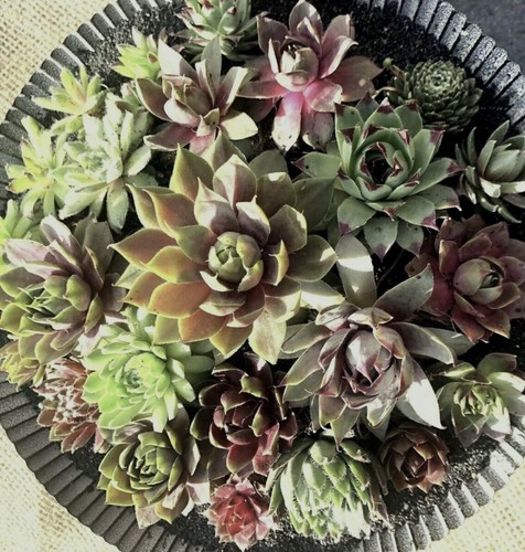 Beautiful baby sempervivum - 8,