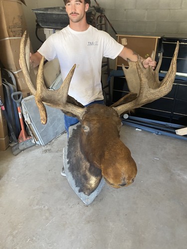 Taxidermy moose head mounted - taxidermy,