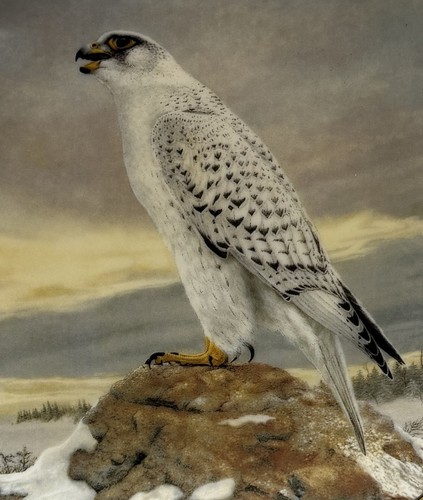 Gyrfalcon 1991 george fine - w,