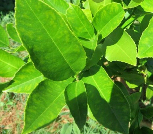 Fresh lemon leaves - fresh,