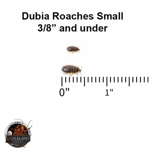 Live dubia roaches - dubia,