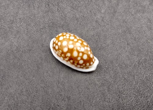 Large sieve cowrie seashell - large,