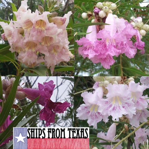 Chilopsis linearis texas - linearis,,