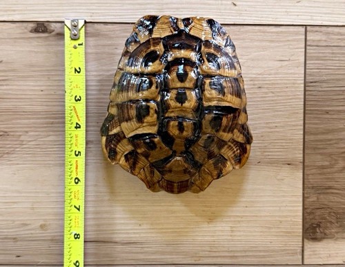 Real hermann tortoise - real, hermann’s