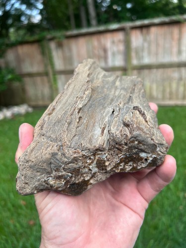 Texas petrified wood brazos - petrified,
