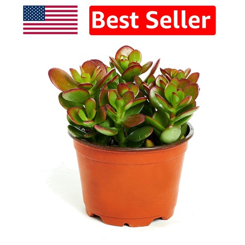 Healthy jade plant crassula - jade,
