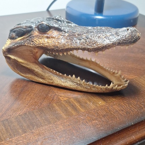 Genuine florida alligator - genuine,