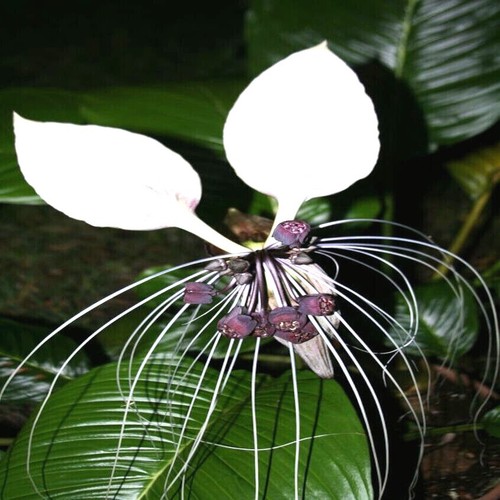 White bat orchid flower - orchid,