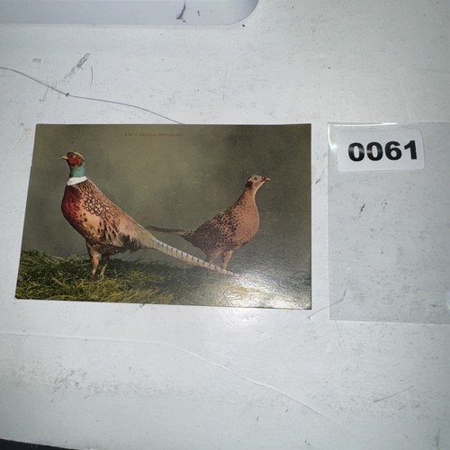 Oregon pheasants postcard - oregon,
