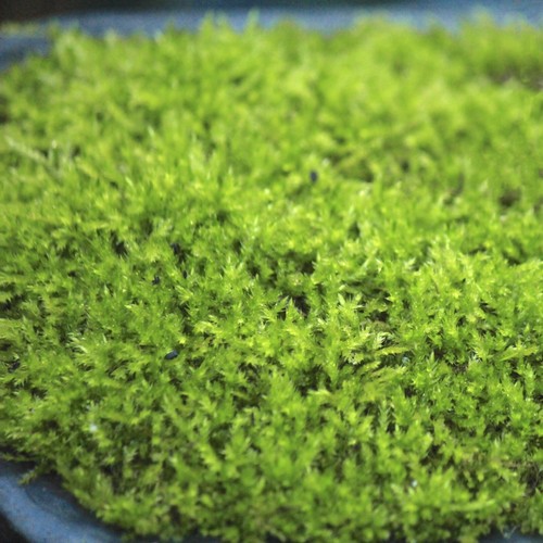 Sale new feather carpet live - carpet,